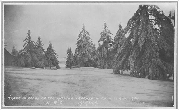 Ash covered trees following the severe ash fall from the Katmai eru...