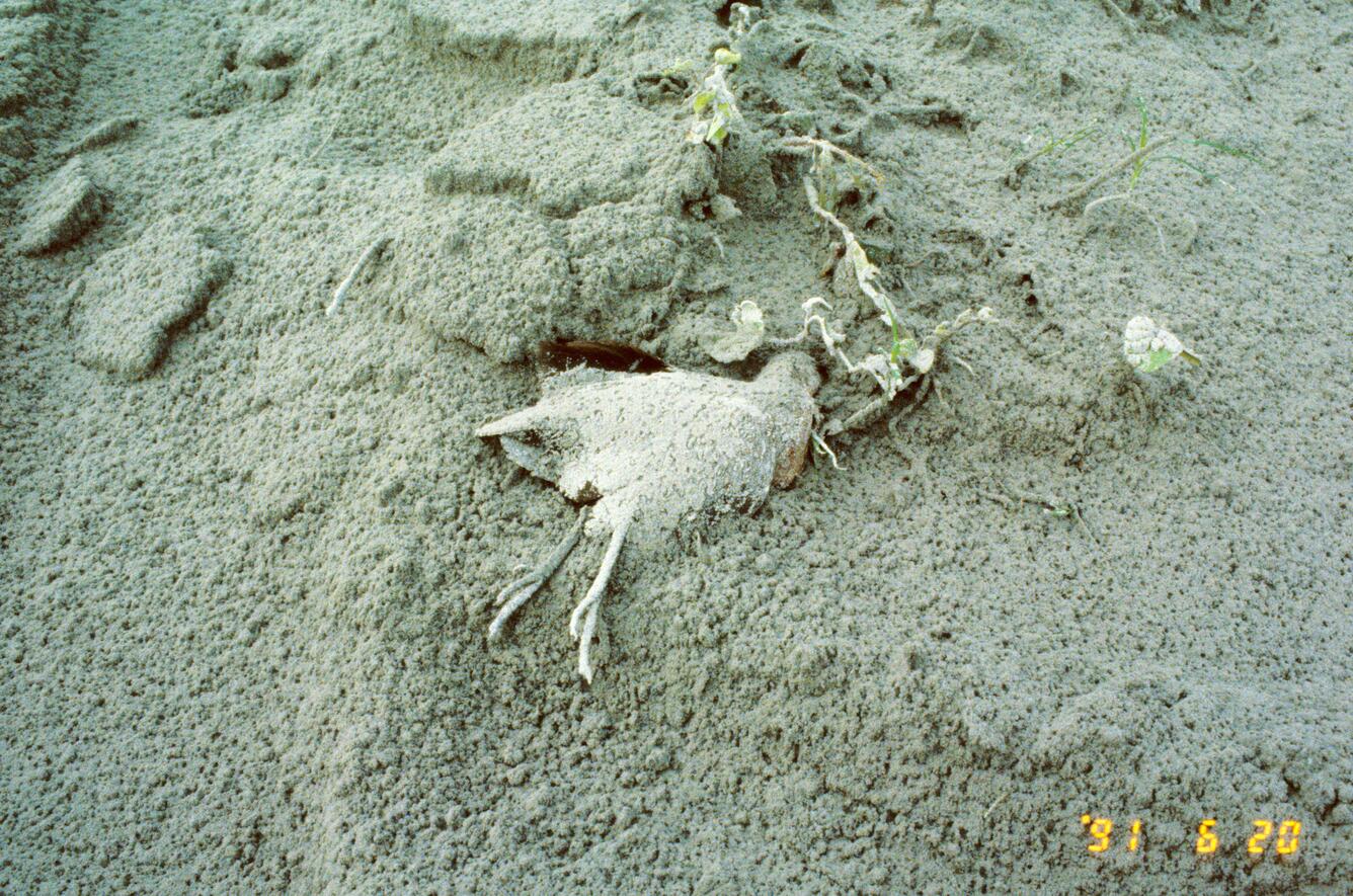 Dead bird in substantial ash from the eruption of Mount Pinatubo, P...