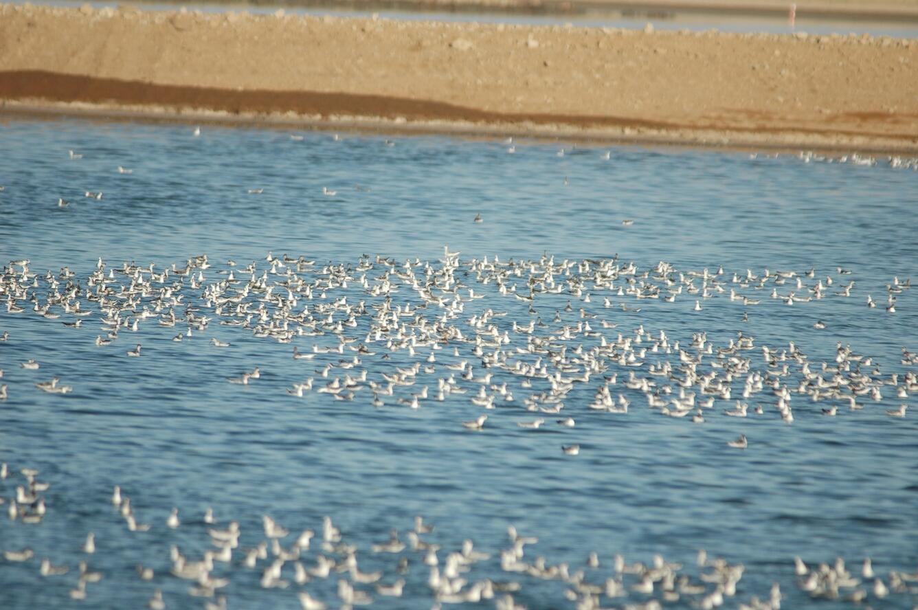 Image: Wilson's Phalarope