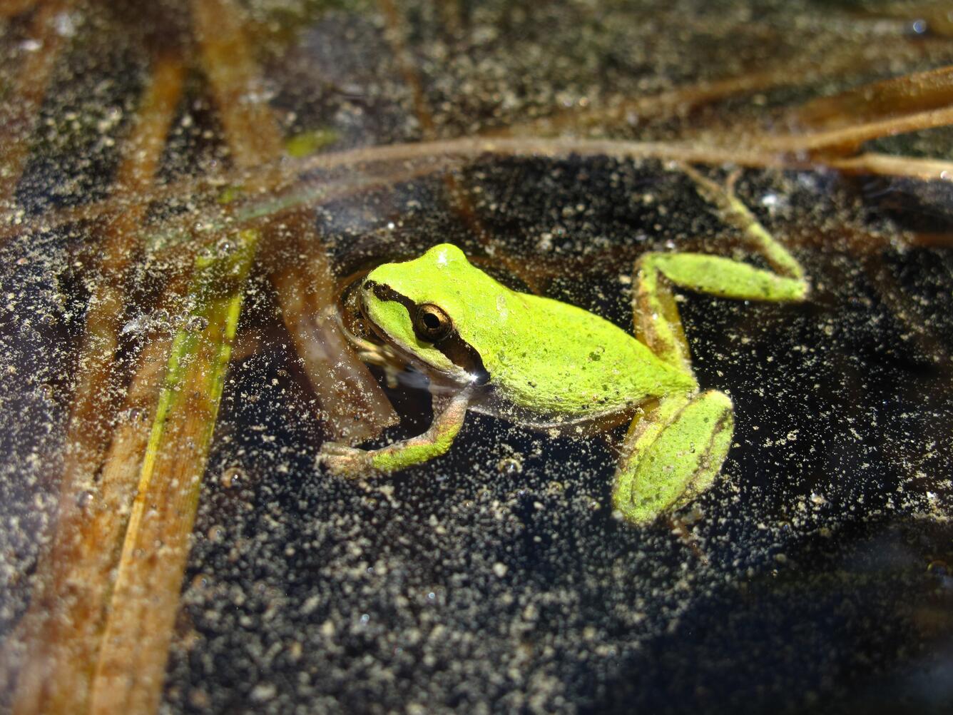 Image: Pacific Chorus Frog