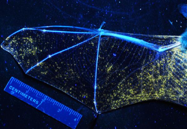 Image: UV Light Showing White-Nose Syndrome in Bat's Wing