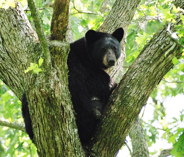 Image: Louisiana Black Bear and Cubs