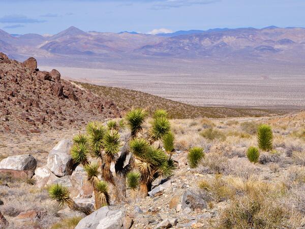 Image: Joshua Trees in Inyo Mountains above Eureka Valley, CA