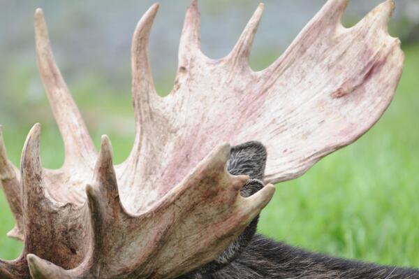 Image: Moose Antlers