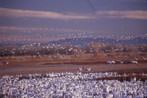 Image: Snow Geese (Chen caerulescens)