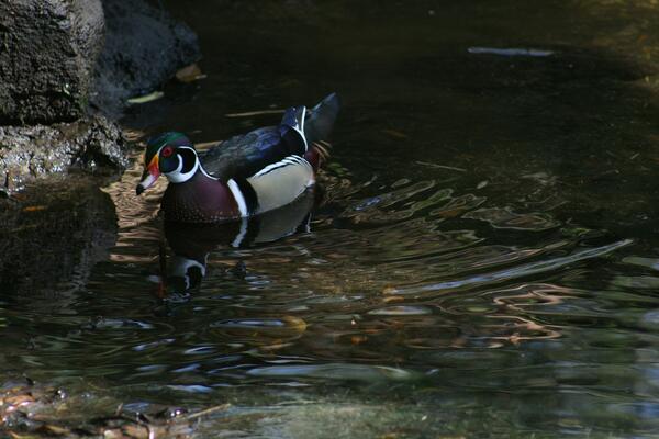 Image: Wood Duck (Aix sponsa)