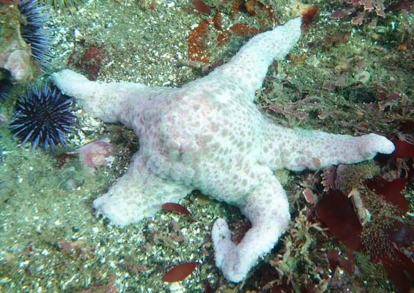 Image: Sea Star Succumbing to Sea Star Wasting Disease