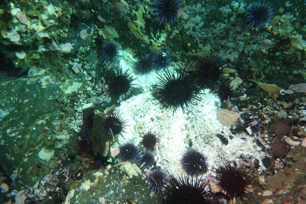 Image: Sea Star Death from Sea Star Wasting Disease