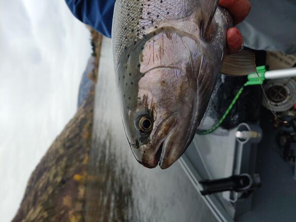 Steelhead (rainbow trout)
