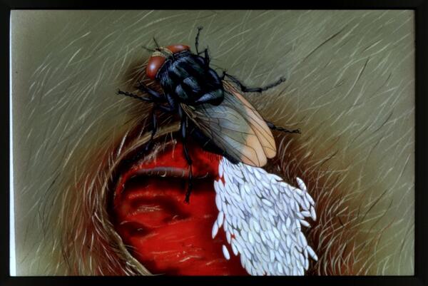 A drawing of a large fly-looking object with opaque wings and white larvae on an open wound. 