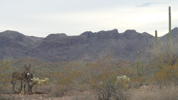 two burros facing the camera stand to the left of the screen in a desert habitat with cacti, shrubs, mountains behind