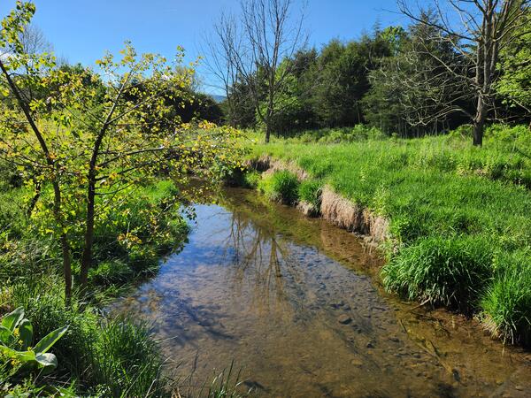 A small rural creek with eroding banks, fields of tall grass with some trees on either shore.