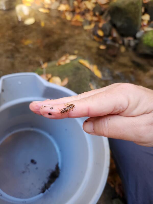 Small stonefly nymph perched on a scientist's hand
