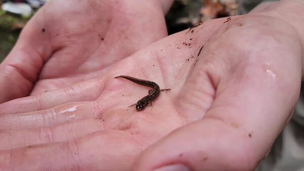 A tiny salamander in a scientist's hands