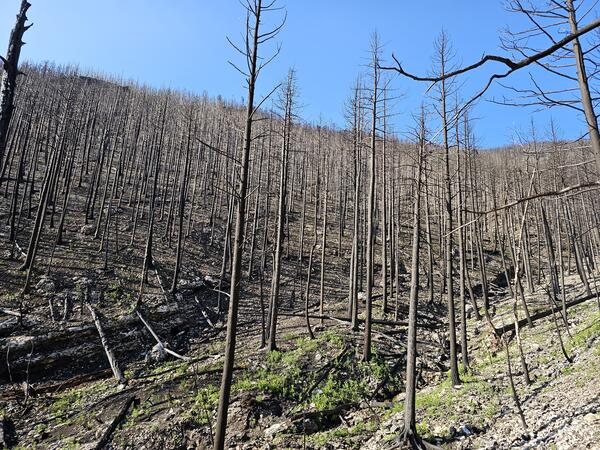 Hillslope covered with burned trees