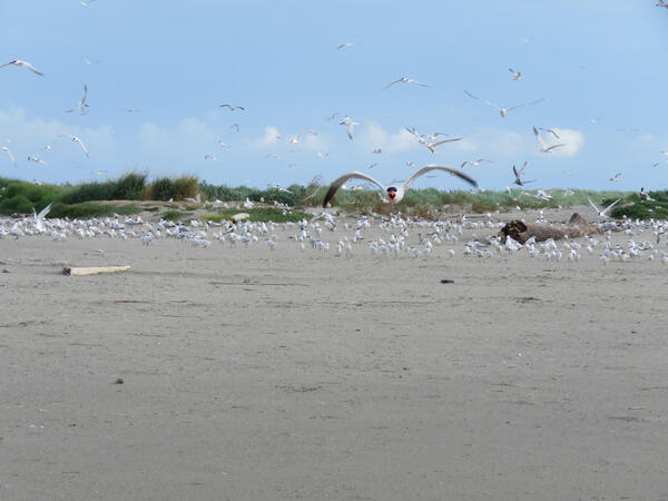 Royal, sandwich, and Caspian terns on Breton Island, June 2024