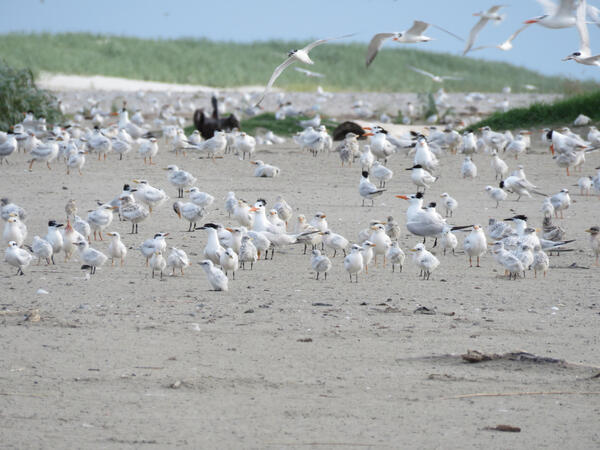 Breeding colony of terns on Breton Island