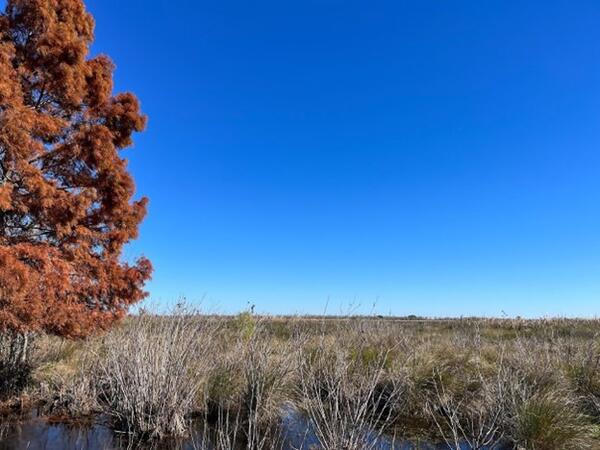 Turtle Bay Project area forested wetland