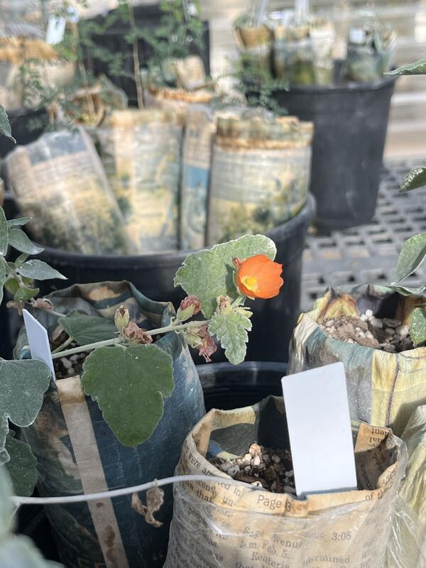 A close up photo of a native globemallow plant blooming, it has orange petals and is growing in a pot, there are other pots with plants growing in them in the background