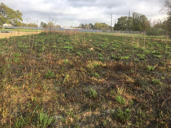 Restored coastal prairie at WARC in Lafayette, LA post controlled burn