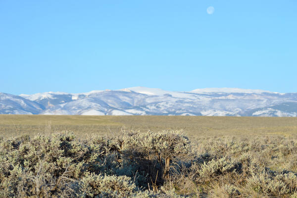 photo of sagebrush habitat with mountains and blue sky in the background