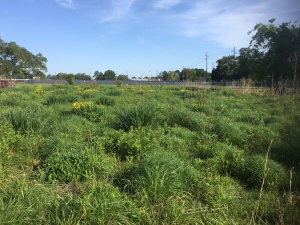 Restored coastal prairie at WARC greens up quickly followed a control burn