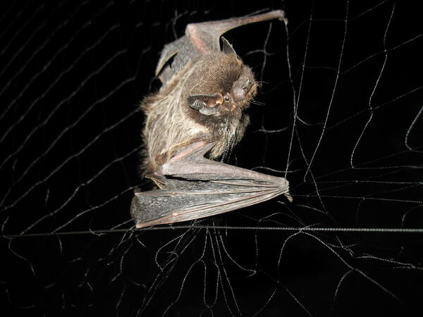 Silver-haired bat in mist net