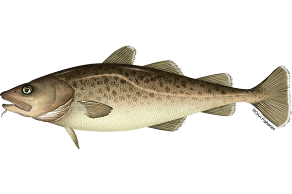 Graphic depiction of a brownish, grayish fish with dark speckles along its side