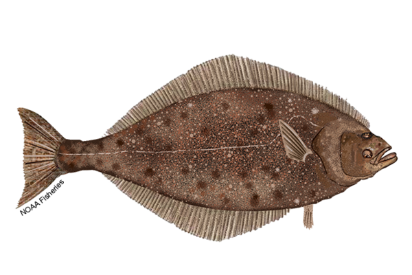 Graphic representation of a brownish, grayish flat fish