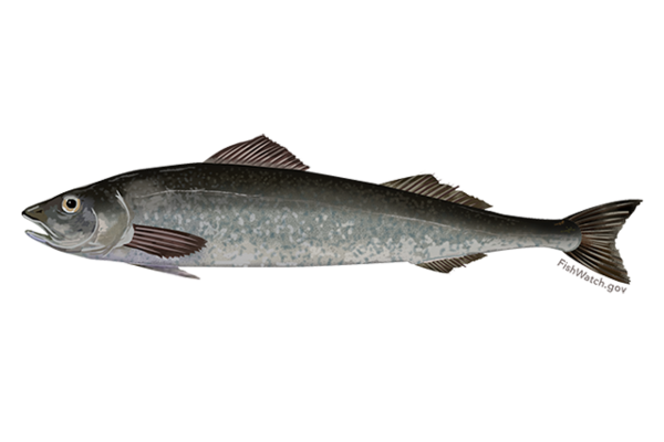 Graphic depiction of a gray, black and brown fish