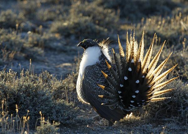 a male greater sage-grouse with ruffled feathers stands in sagebrush