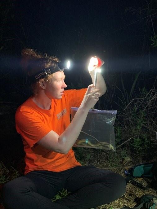 person in orange tshirt uses headlamp to weigh a brown treesnake in a plastic bag