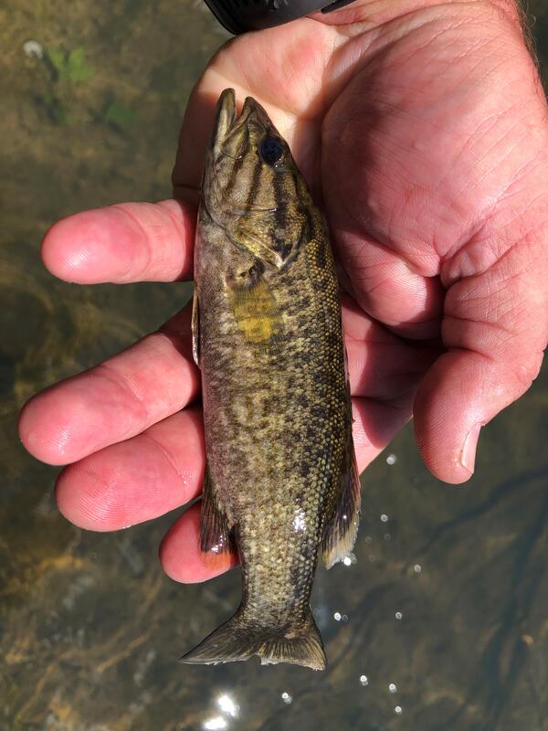 Closeup photo of adolescent bass in the palm of a hand