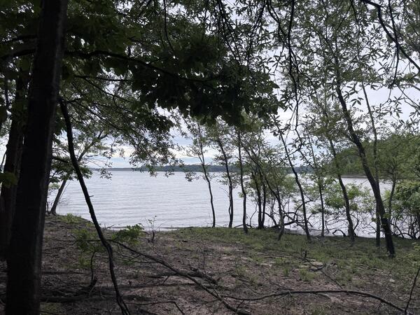 A shaded forest shoreline opens toward a calm lake, with thin trees and leafy branches framing the water.