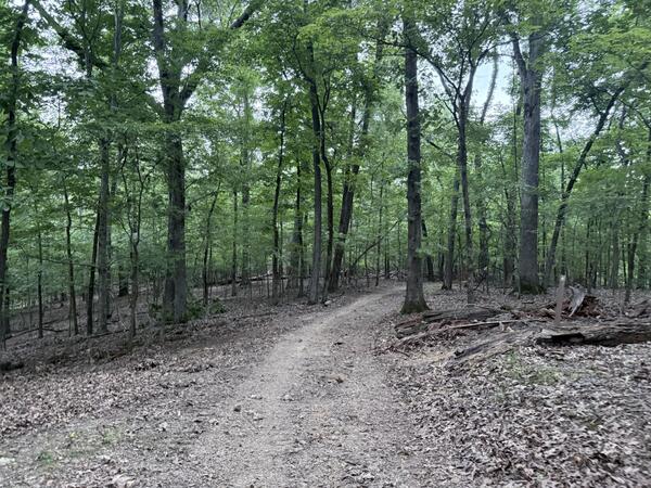 A narrow dirt trail winds through a dense green forest. The path is surrounded by tall trees and leaf litter.