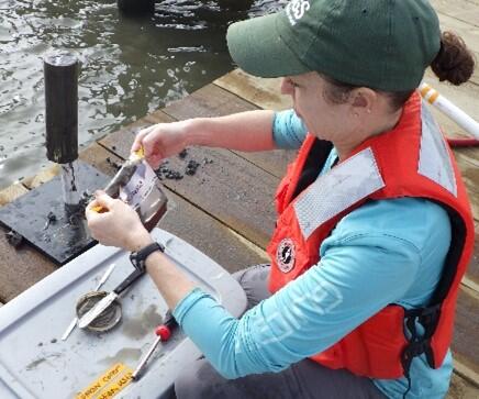 Baustian collecting microphytobenthos 