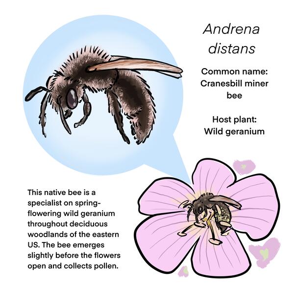 An infographic describing the Cranesbill miner bee.