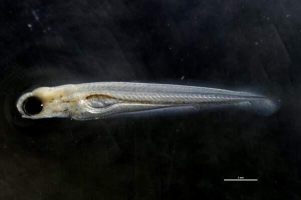 image of a larval black carp