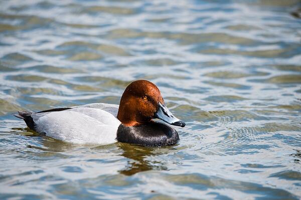 A duck with a red head, blue bill and black and white body floats on the water