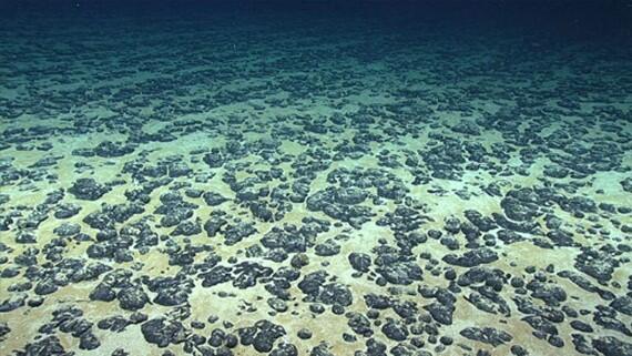 Manganese nodules covering the seafloor