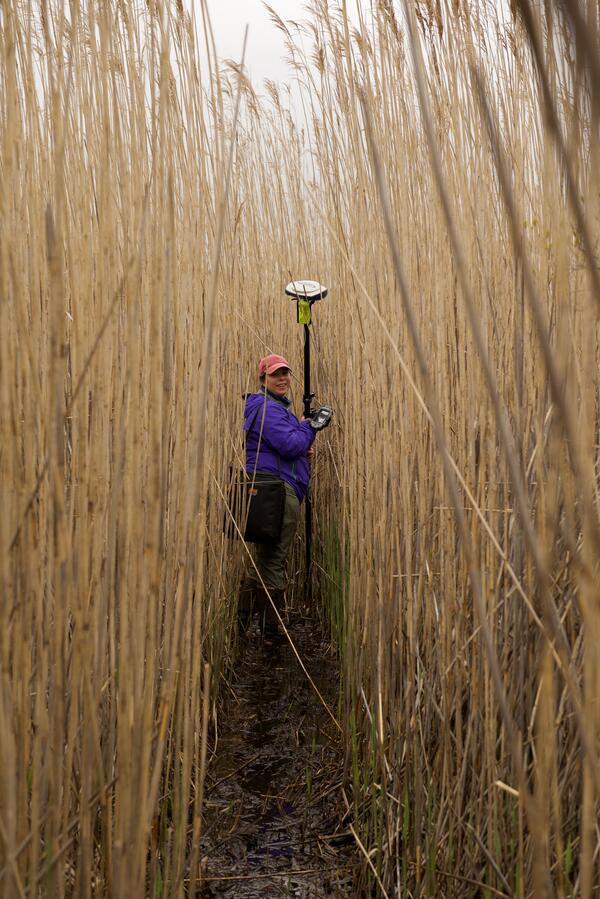 person in purple jacket and orange hat stands with GPS rover in a grass stand that is taller than her