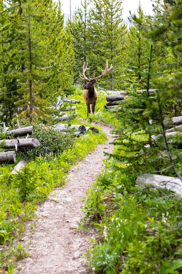A large bull elk stands in the middle of a hiking trail, trees on either seed 