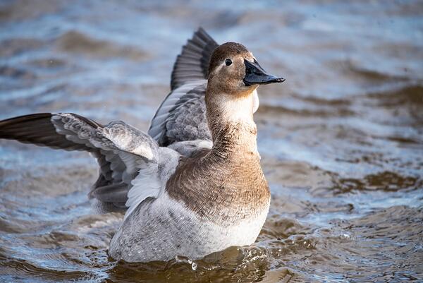 A light brown and white duck with a black bill and black eyes spreads its wings as it floats on the water.