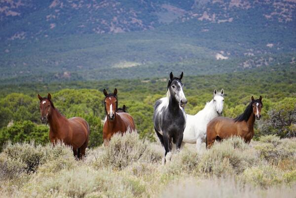 Five horses stare straight ahead. Hill in the background.