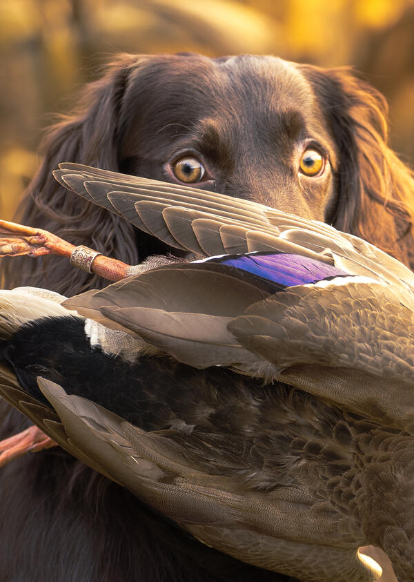 A brown Boykin spaniel holds a harvested retrieved duck in its mouth. 