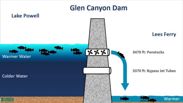 Diagram shows fish in warm part of the water column, where they get sucked through the dam and spat into the river.