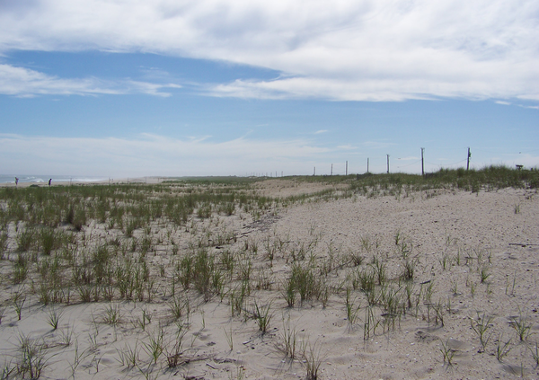 A wide vegetated dune with a developed berm and tall crest