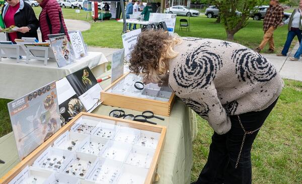 Earth day attendee leans over glass topped box with bee specimens, looking through a magnifying glass