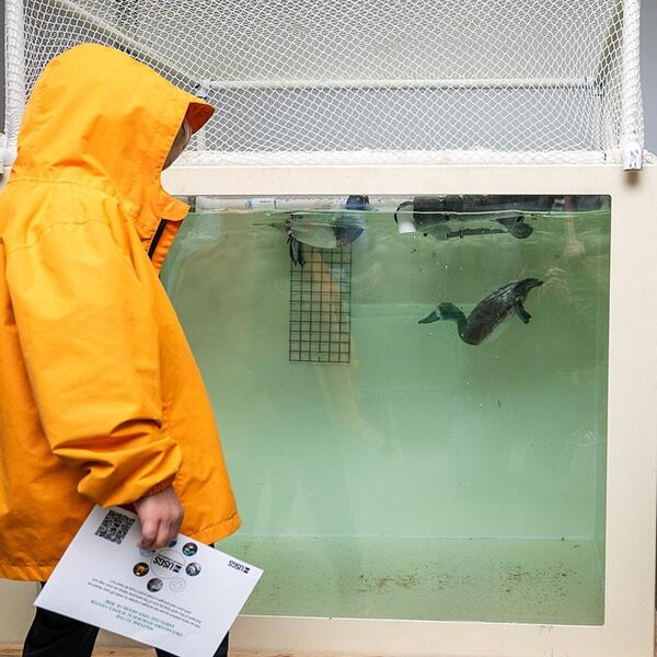 Child in yellow rain jacket watches a Lesser Scaup duck diving in a mobile tank
