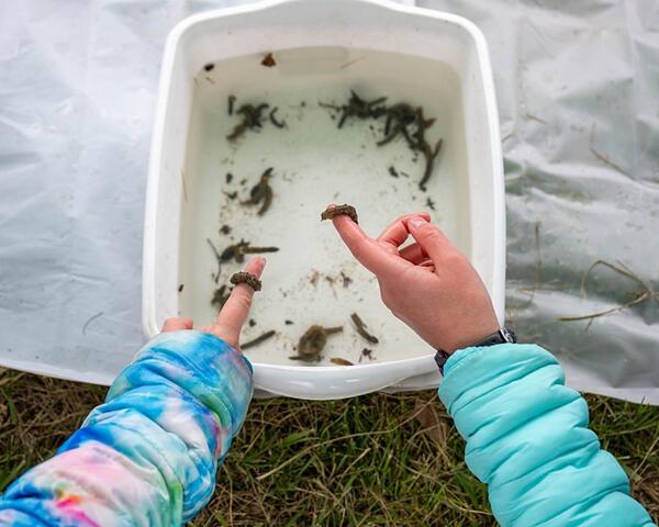 An adult and child hands hold aquatic insects above a plastic tub with additional insects